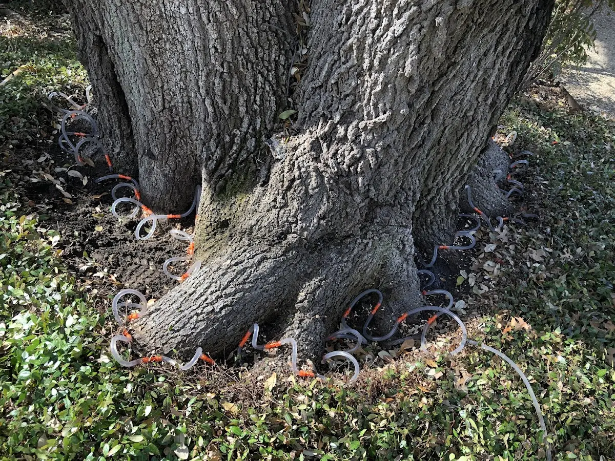 Detailed Shrub and Hedge Trimming job site in Saline