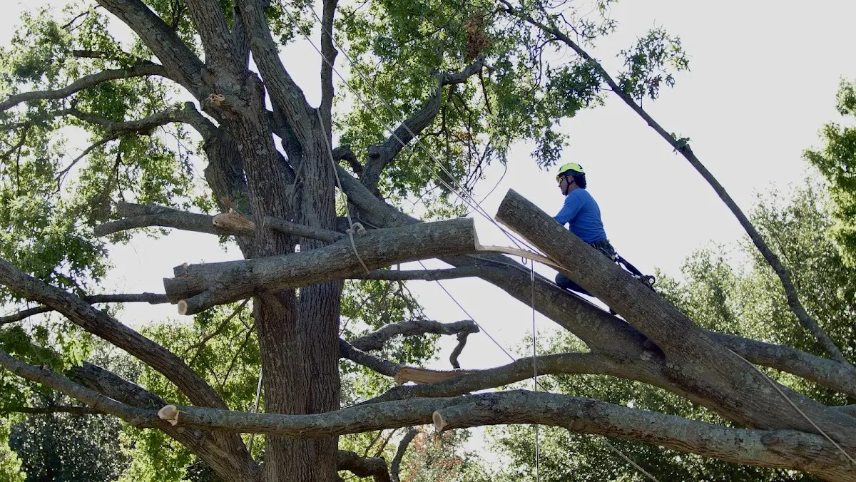 Professional Hazardous Tree Removal performed by certified arborists in Saline